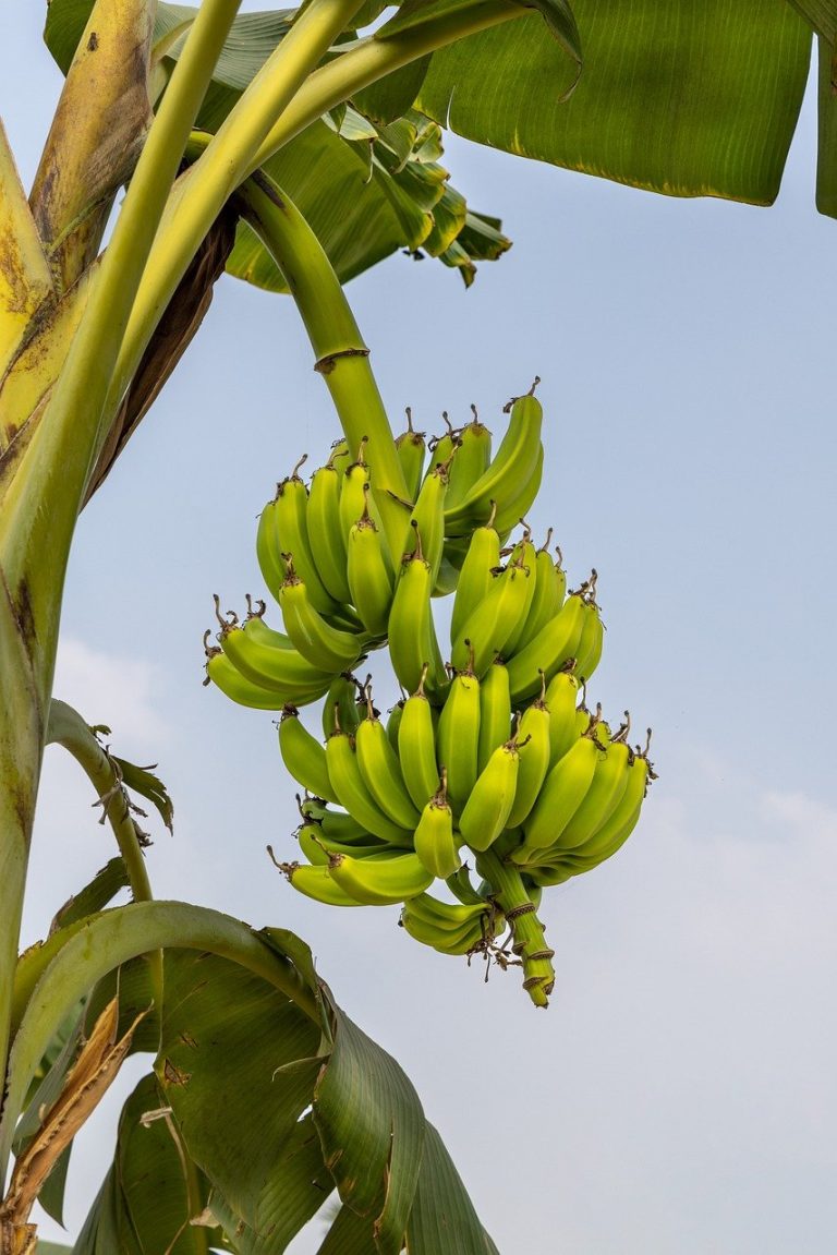 phone wallpaper, bananas, fruits-7840213.jpg